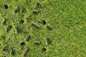 Cores of dirt and grass pulled to provide water and nutrients to the roots of the turf.